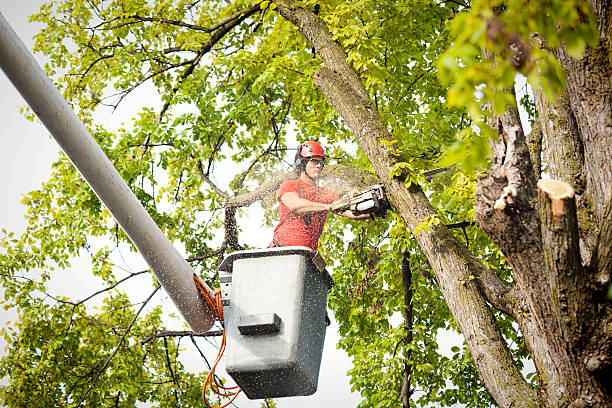 Best Commercial Tree Services  in USA